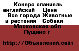 Кокерс спаниель английский  › Цена ­ 4 500 - Все города Животные и растения » Собаки   . Московская обл.,Пущино г.